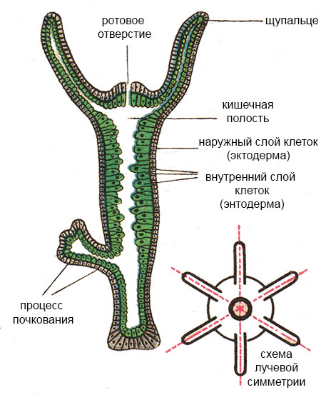 2krn cc что это