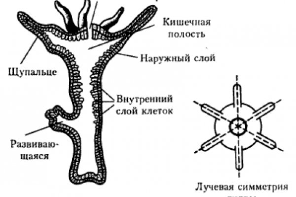 Кракен фишинг