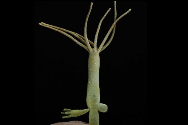 Kraken20at