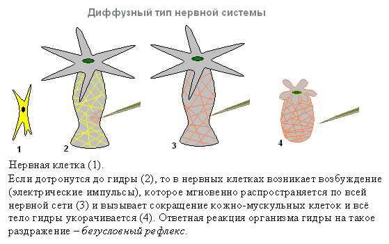 Где найти ссылку на кракен